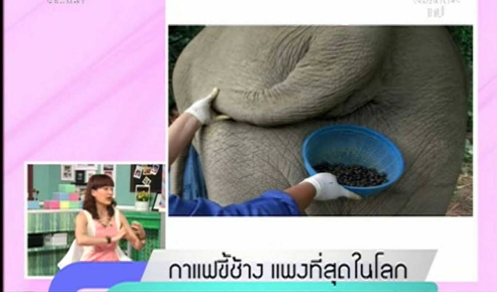 คนน่อคน มักกินขี้ กินมิหยังแปลกๆ // กาแฟขี้ช้าง โลละ34,000 บ.//