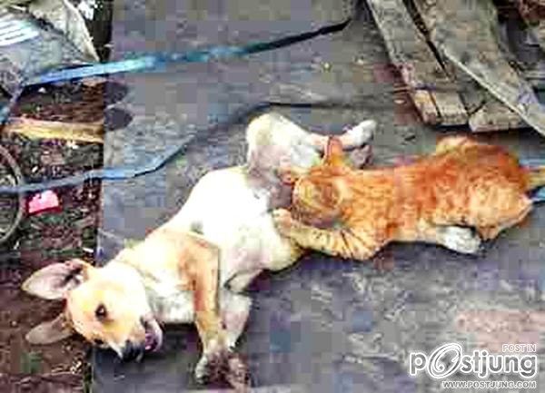ฮาๆ น้องหมา