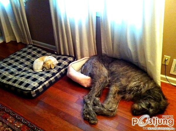 ฮาๆ น้องหมา