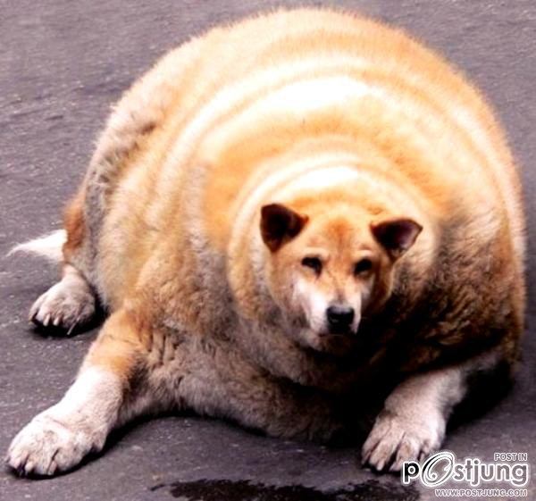 ฮาๆ น้องหมา