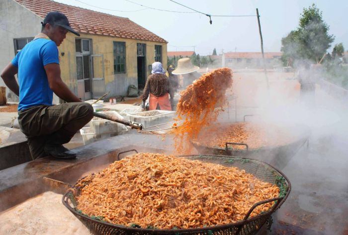 เบื้องหลังโรงงานกุ้งตากแห้งในประเทศจีน !!!