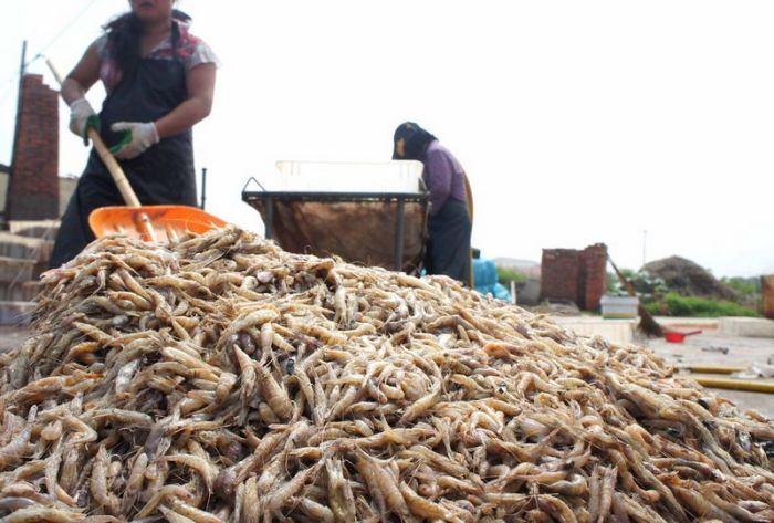เบื้องหลังโรงงานกุ้งตากแห้งในประเทศจีน !!!