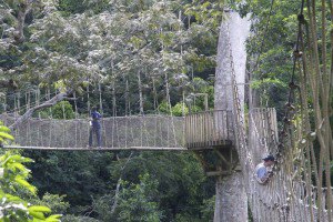 9. แคนูปี วอล์ก ในอุทยานแห่งชาติกากุม (Canopy Walk in Kakum Nat&rsquo;l Park)