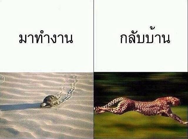 รวมความฮา แสนน่ารัก 4