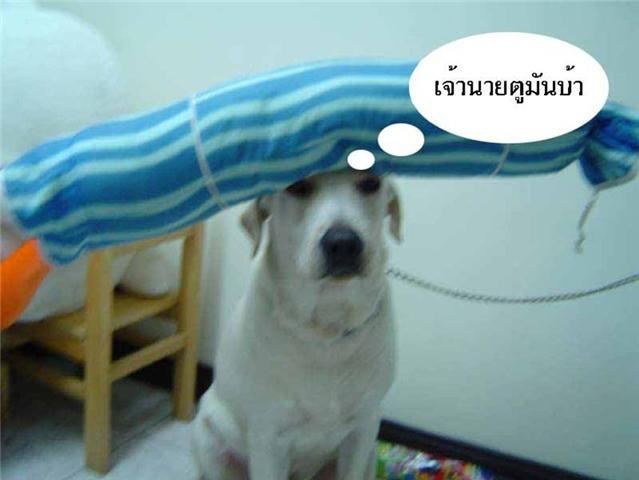 น้องหมาเเสนรู้
