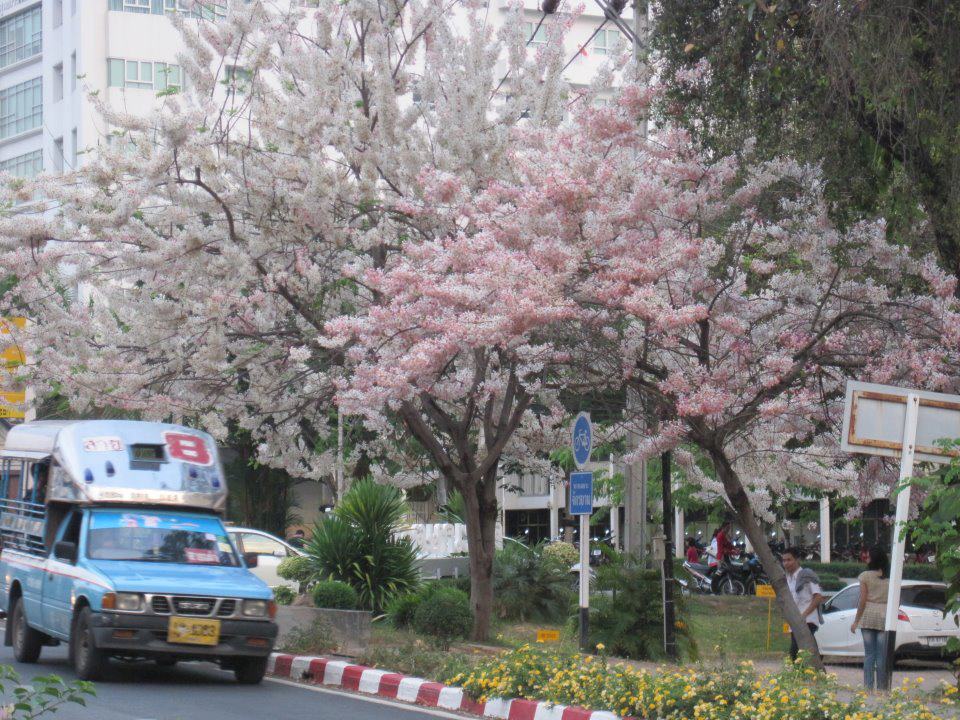 มหาวิทยาลัยขอนแก่น 2013
