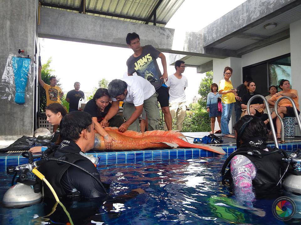 ครีบนี้หัวใจมีเธอ ละคร รักนี้หัวใจมีครีบ ภาค 2 ฟิตติ้งแล้ว!