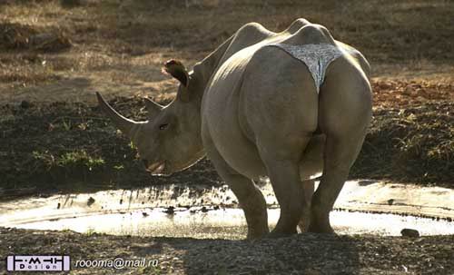 สัตว์น่ารัก ยุคนี้