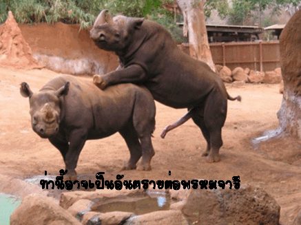 สัตว์น่ารัก ยุคนี้