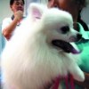 กัปตัน-ไตเติ้ล น้องหมาสุดเลิฟของสาวคนสวย อั้ม-พัชราภา ไชยเชื้อ
