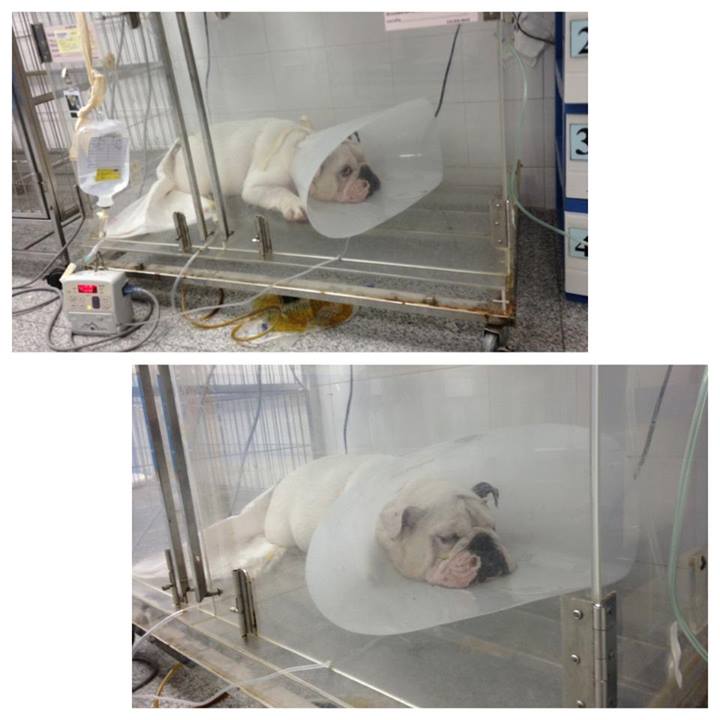 น้องแสนดี น้องหมาของพี่อั้ม พัชราภา คือฮีโร่ผู้ช่วยชีวิตเจ้าปิ๊ด