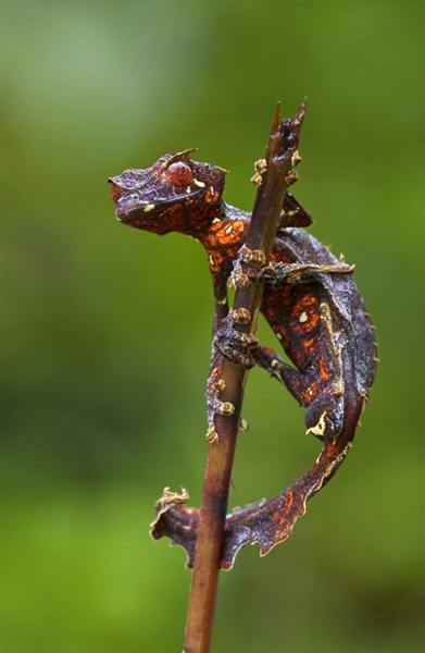 ภาพสวยหาชมยากจาก National Geographic