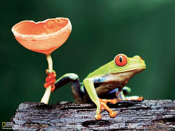 ภาพสวยหาชมยากจาก National Geographic