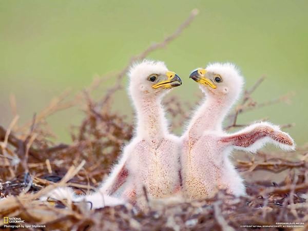ภาพสวยหาชมยากจาก National Geographic