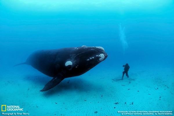 ภาพสวยหาชมยากจาก National Geographic