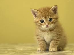 แมว เหมียว สุดแสนจะน่ารัก