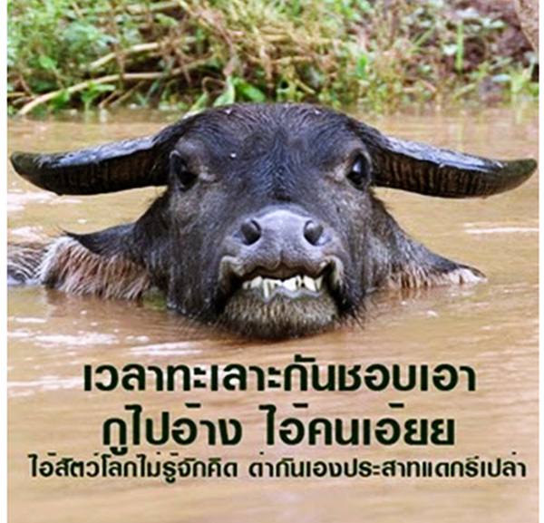 คำคมโง่หรือฉลาด ดูได้จากคำพูด