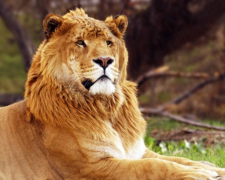 Liger ลูกผสมระหว่างสิงโตตัวผู้กับแม่เสือตัวเมีย น่ารักน่าชังมากๆ จขกท.อยากได้มาเลี้ยงสักตัวนะก๊ะ อิอิ แปลกดีเลยเอามาให้ชมกันค่า