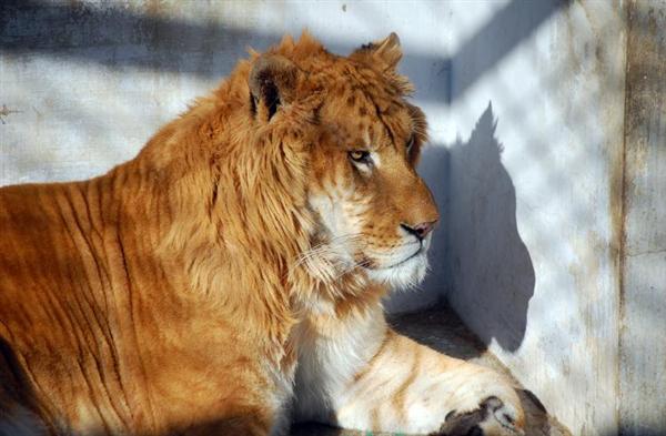 Liger ลูกผสมระหว่างสิงโตตัวผู้กับแม่เสือตัวเมีย น่ารักน่าชังมากๆ จขกท.อยากได้มาเลี้ยงสักตัวนะก๊ะ อิอิ แปลกดีเลยเอามาให้ชมกันค่า