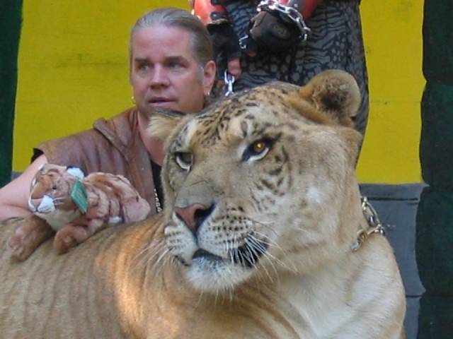 Liger ลูกผสมระหว่างสิงโตตัวผู้กับแม่เสือตัวเมีย น่ารักน่าชังมากๆ จขกท.อยากได้มาเลี้ยงสักตัวนะก๊ะ อิอิ แปลกดีเลยเอามาให้ชมกันค่า
