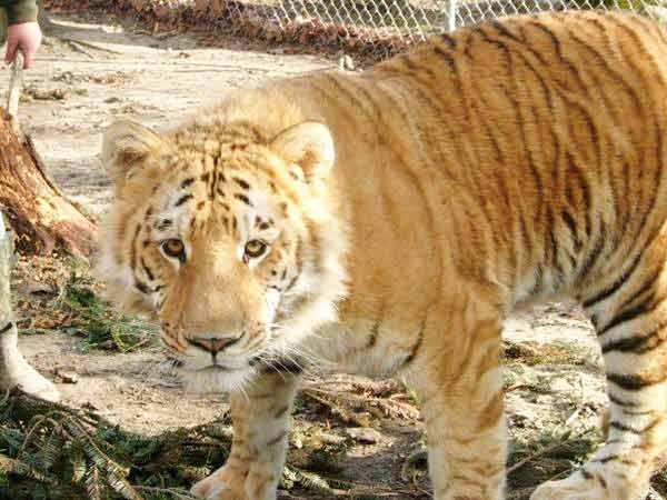 Liger ลูกผสมระหว่างสิงโตตัวผู้กับแม่เสือตัวเมีย น่ารักน่าชังมากๆ จขกท.อยากได้มาเลี้ยงสักตัวนะก๊ะ อิอิ แปลกดีเลยเอามาให้ชมกันค่า