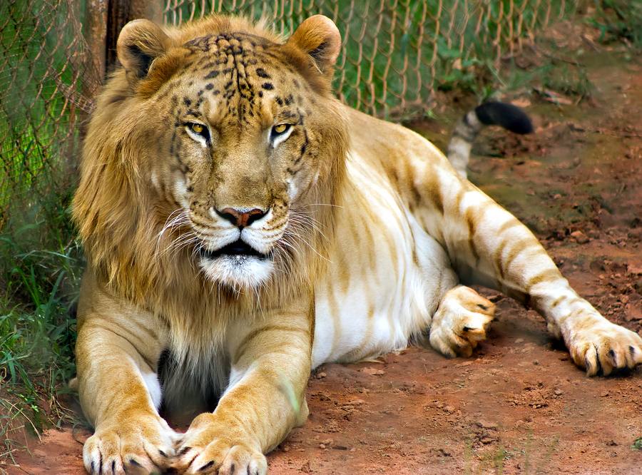 เริ่มที่ Liger ตัวผู้ค่ะ สังเกตว่าจะมีแผงคอเหมือน สิงโตตัวผู้เลยยย