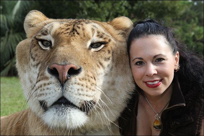 Liger ลูกผสมระหว่างสิงโตตัวผู้กับแม่เสือตัวเมีย น่ารักน่าชังมากๆ จขกท.อยากได้มาเลี้ยงสักตัวนะก๊ะ อิอิ แปลกดีเลยเอามาให้ชมกันค่า