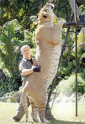 Liger ลูกผสมระหว่างสิงโตตัวผู้กับแม่เสือตัวเมีย น่ารักน่าชังมากๆ จขกท.อยากได้มาเลี้ยงสักตัวนะก๊ะ อิอิ แปลกดีเลยเอามาให้ชมกันค่า