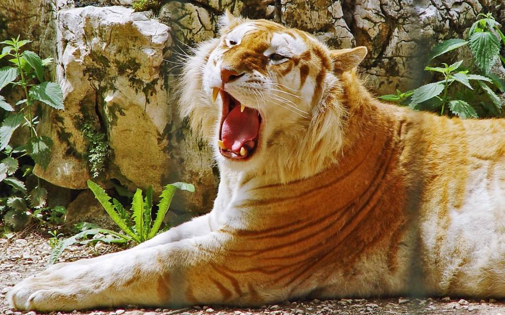 Liger ลูกผสมระหว่างสิงโตตัวผู้กับแม่เสือตัวเมีย น่ารักน่าชังมากๆ จขกท.อยากได้มาเลี้ยงสักตัวนะก๊ะ อิอิ แปลกดีเลยเอามาให้ชมกันค่า