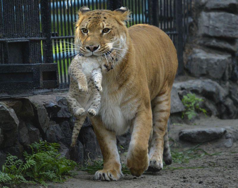 Liger ลูกผสมระหว่างสิงโตตัวผู้กับแม่เสือตัวเมีย น่ารักน่าชังมากๆ จขกท.อยากได้มาเลี้ยงสักตัวนะก๊ะ อิอิ แปลกดีเลยเอามาให้ชมกันค่า