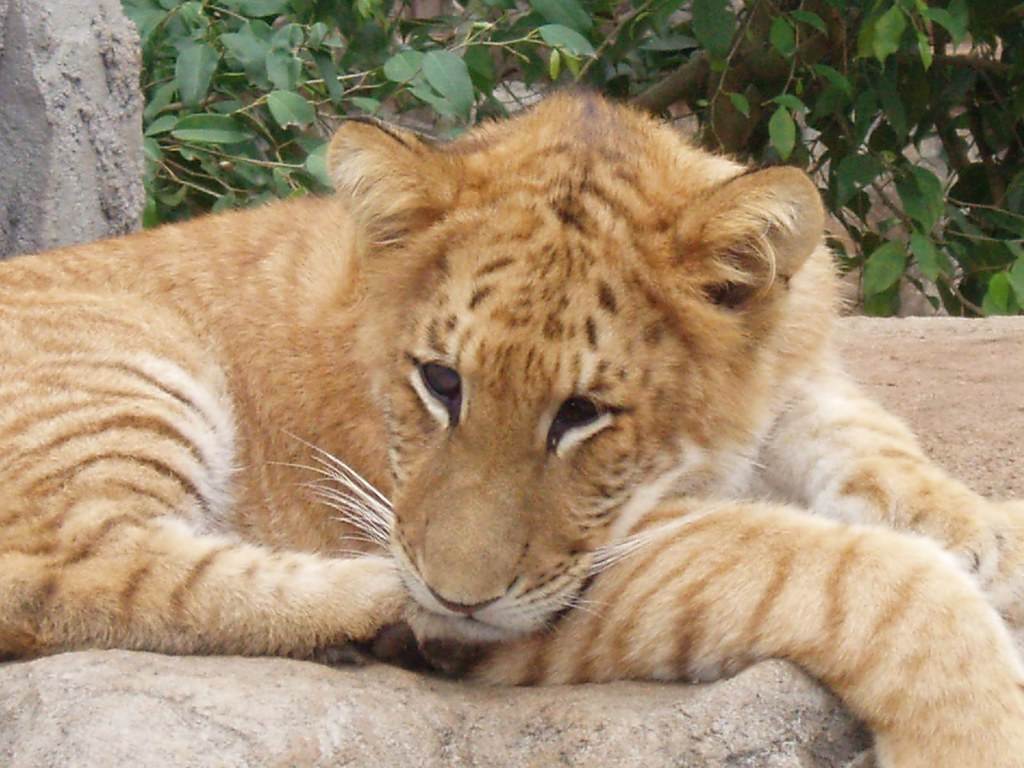 Liger ลูกผสมระหว่างสิงโตตัวผู้กับแม่เสือตัวเมีย น่ารักน่าชังมากๆ จขกท.อยากได้มาเลี้ยงสักตัวนะก๊ะ อิอิ แปลกดีเลยเอามาให้ชมกันค่า