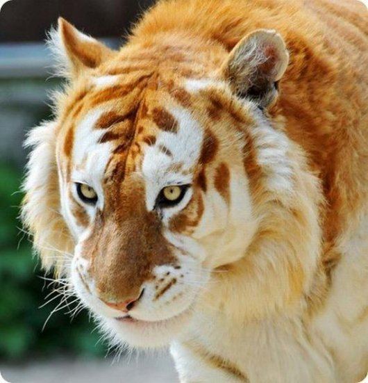 Liger ลูกผสมระหว่างสิงโตตัวผู้กับแม่เสือตัวเมีย น่ารักน่าชังมากๆ จขกท.อยากได้มาเลี้ยงสักตัวนะก๊ะ อิอิ แปลกดีเลยเอามาให้ชมกันค่า