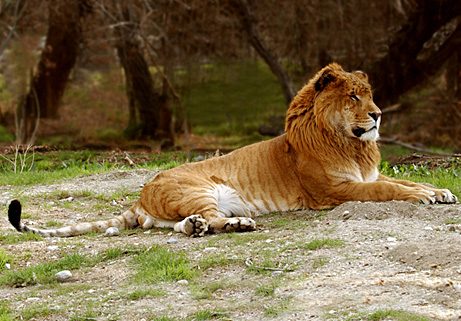 Liger ลูกผสมระหว่างสิงโตตัวผู้กับแม่เสือตัวเมีย น่ารักน่าชังมากๆ จขกท.อยากได้มาเลี้ยงสักตัวนะก๊ะ อิอิ แปลกดีเลยเอามาให้ชมกันค่า