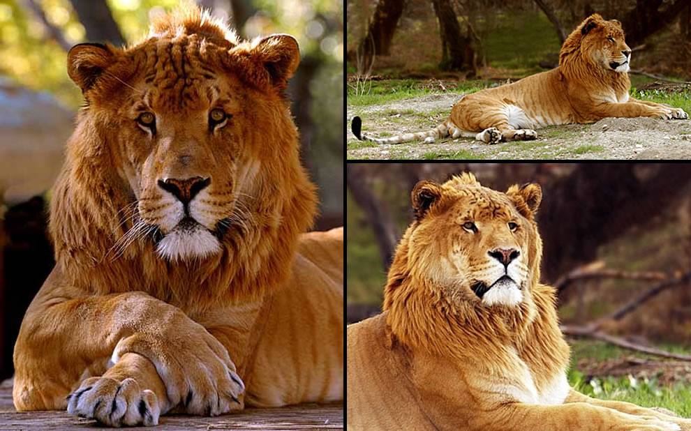 Liger ลูกผสมระหว่างสิงโตตัวผู้กับแม่เสือตัวเมีย น่ารักน่าชังมากๆ จขกท.อยากได้มาเลี้ยงสักตัวนะก๊ะ อิอิ แปลกดีเลยเอามาให้ชมกันค่า