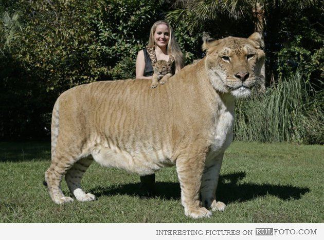 และนี่ค่ะ Liger ตัวเมีย สังเกตง่ายๆคือ จะไม่มีแผงคอ และตัวมีลายเสือเหมือนแม่อย่างชัดเจน