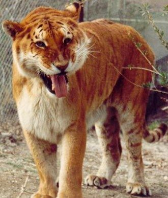 Liger ลูกผสมระหว่างสิงโตตัวผู้กับแม่เสือตัวเมีย น่ารักน่าชังมากๆ จขกท.อยากได้มาเลี้ยงสักตัวนะก๊ะ อิอิ แปลกดีเลยเอามาให้ชมกันค่า