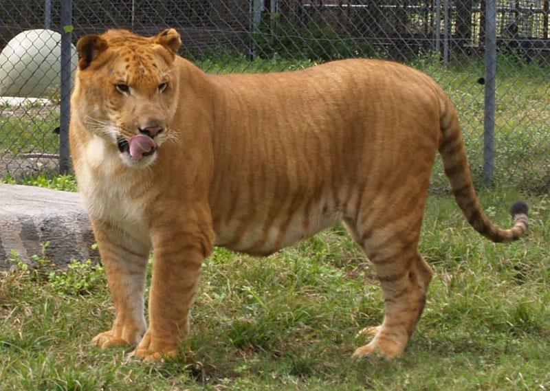 Liger ลูกผสมระหว่างสิงโตตัวผู้กับแม่เสือตัวเมีย น่ารักน่าชังมากๆ จขกท.อยากได้มาเลี้ยงสักตัวนะก๊ะ อิอิ แปลกดีเลยเอามาให้ชมกันค่า