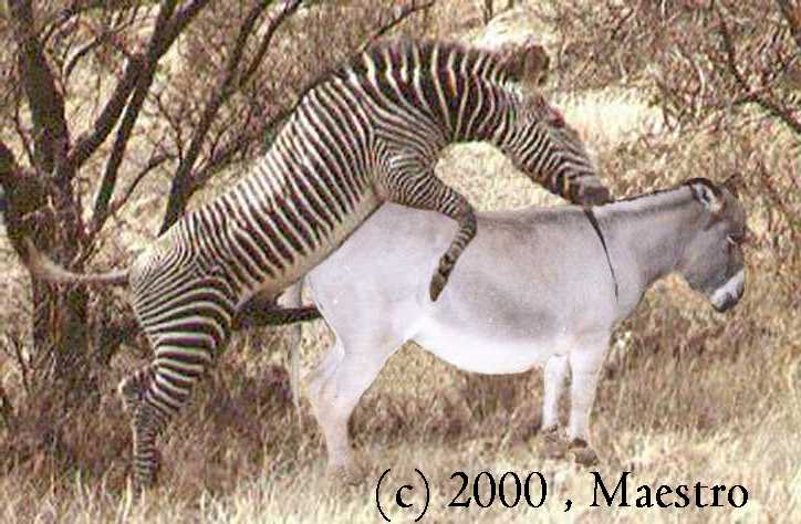 ที่มาของ zebroid อิอิอิอิ แหะๆ