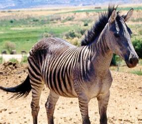 อุ๊ตะ!!! ค้นไปค้นมา จขกท.เพิ่งจะรู้ว่า ม้าลาย(zebra) กับลา(donkey) มันผสมข้ามสายพันธุ์ ออกมาเป็น zebroid ได้ด้วยหรือนี่!!!