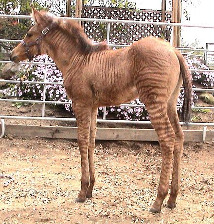 อุ๊ตะ!!! ค้นไปค้นมา จขกท.เพิ่งจะรู้ว่า ม้าลาย(zebra) กับลา(donkey) มันผสมข้ามสายพันธุ์ ออกมาเป็น zebroid ได้ด้วยหรือนี่!!!