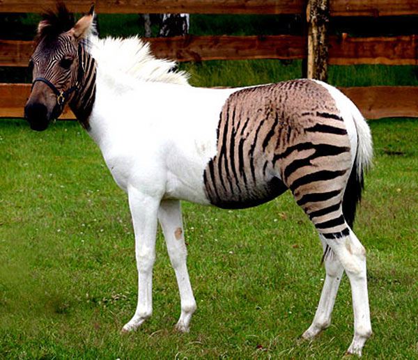 อุ๊ตะ!!! ค้นไปค้นมา จขกท.เพิ่งจะรู้ว่า ม้าลาย(zebra) กับลา(donkey) มันผสมข้ามสายพันธุ์ ออกมาเป็น zebroid ได้ด้วยหรือนี่!!!