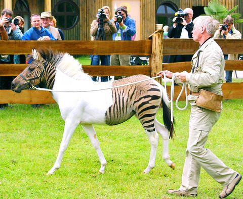 อุ๊ตะ!!! ค้นไปค้นมา จขกท.เพิ่งจะรู้ว่า ม้าลาย(zebra) กับลา(donkey) มันผสมข้ามสายพันธุ์ ออกมาเป็น zebroid ได้ด้วยหรือนี่!!!