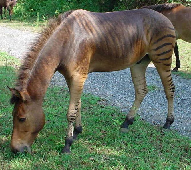 อุ๊ตะ!!! ค้นไปค้นมา จขกท.เพิ่งจะรู้ว่า ม้าลาย(zebra) กับลา(donkey) มันผสมข้ามสายพันธุ์ ออกมาเป็น zebroid ได้ด้วยหรือนี่!!!