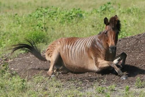 อุ๊ตะ!!! ค้นไปค้นมา จขกท.เพิ่งจะรู้ว่า ม้าลาย(zebra) กับลา(donkey) มันผสมข้ามสายพันธุ์ ออกมาเป็น zebroid ได้ด้วยหรือนี่!!!