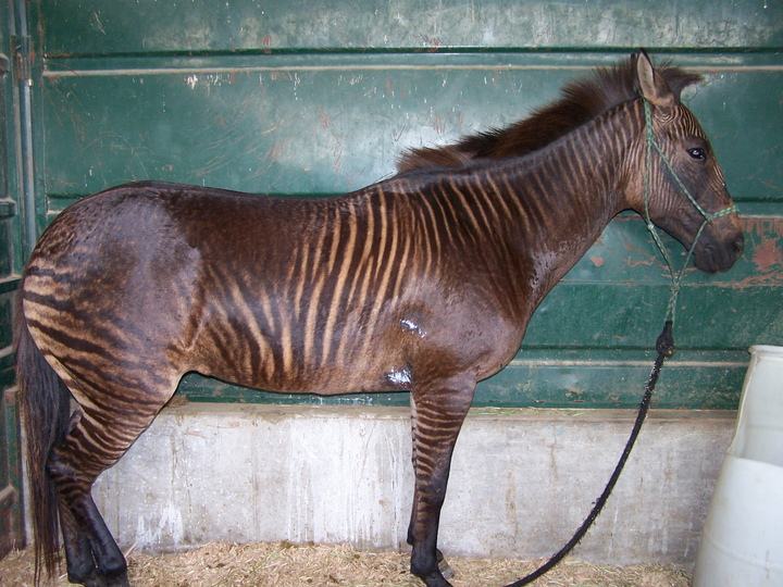 อุ๊ตะ!!! ค้นไปค้นมา จขกท.เพิ่งจะรู้ว่า ม้าลาย(zebra) กับลา(donkey) มันผสมข้ามสายพันธุ์ ออกมาเป็น zebroid ได้ด้วยหรือนี่!!!