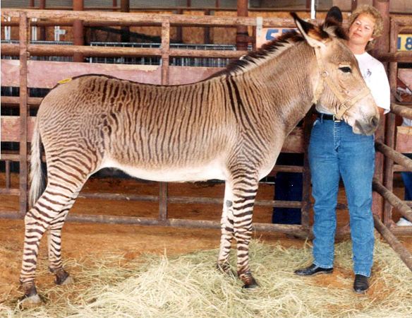 อุ๊ตะ!!! ค้นไปค้นมา จขกท.เพิ่งจะรู้ว่า ม้าลาย(zebra) กับลา(donkey) มันผสมข้ามสายพันธุ์ ออกมาเป็น zebroid ได้ด้วยหรือนี่!!!