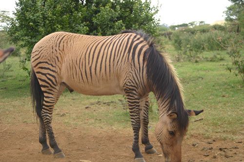 อุ๊ตะ!!! ค้นไปค้นมา จขกท.เพิ่งจะรู้ว่า ม้าลาย(zebra) กับลา(donkey) มันผสมข้ามสายพันธุ์ ออกมาเป็น zebroid ได้ด้วยหรือนี่!!!