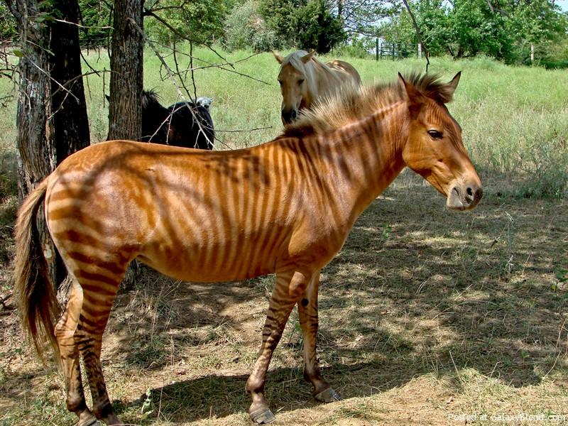 อุ๊ตะ!!! ค้นไปค้นมา จขกท.เพิ่งจะรู้ว่า ม้าลาย(zebra) กับลา(donkey) มันผสมข้ามสายพันธุ์ ออกมาเป็น zebroid ได้ด้วยหรือนี่!!!