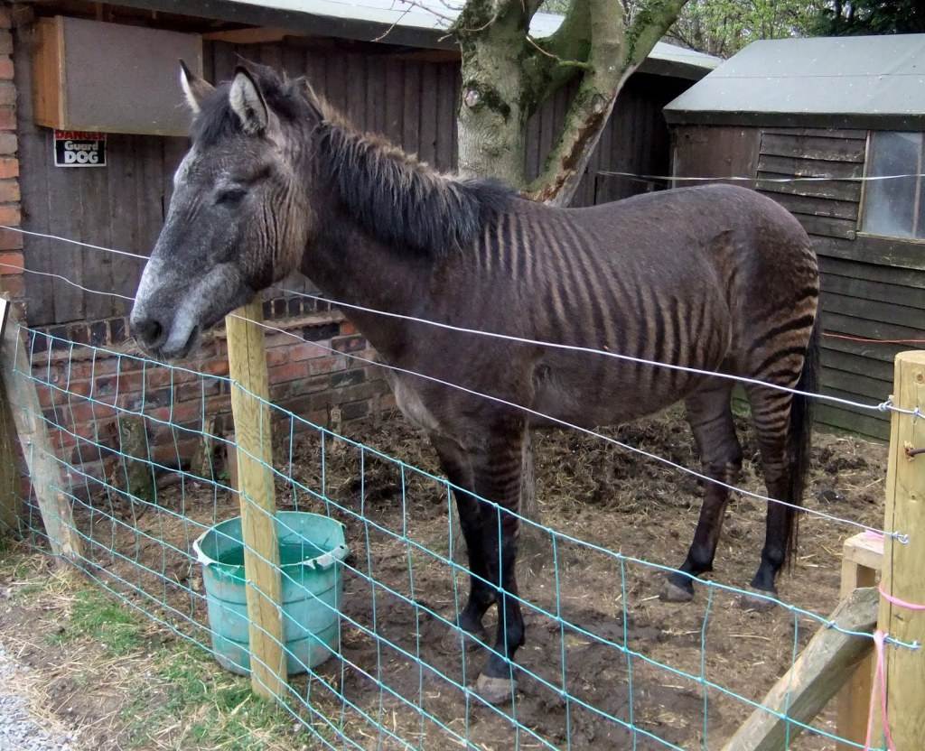 อุ๊ตะ!!! ค้นไปค้นมา จขกท.เพิ่งจะรู้ว่า ม้าลาย(zebra) กับลา(donkey) มันผสมข้ามสายพันธุ์ ออกมาเป็น zebroid ได้ด้วยหรือนี่!!!