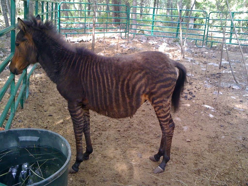 อุ๊ตะ!!! ค้นไปค้นมา จขกท.เพิ่งจะรู้ว่า ม้าลาย(zebra) กับลา(donkey) มันผสมข้ามสายพันธุ์ ออกมาเป็น zebroid ได้ด้วยหรือนี่!!!